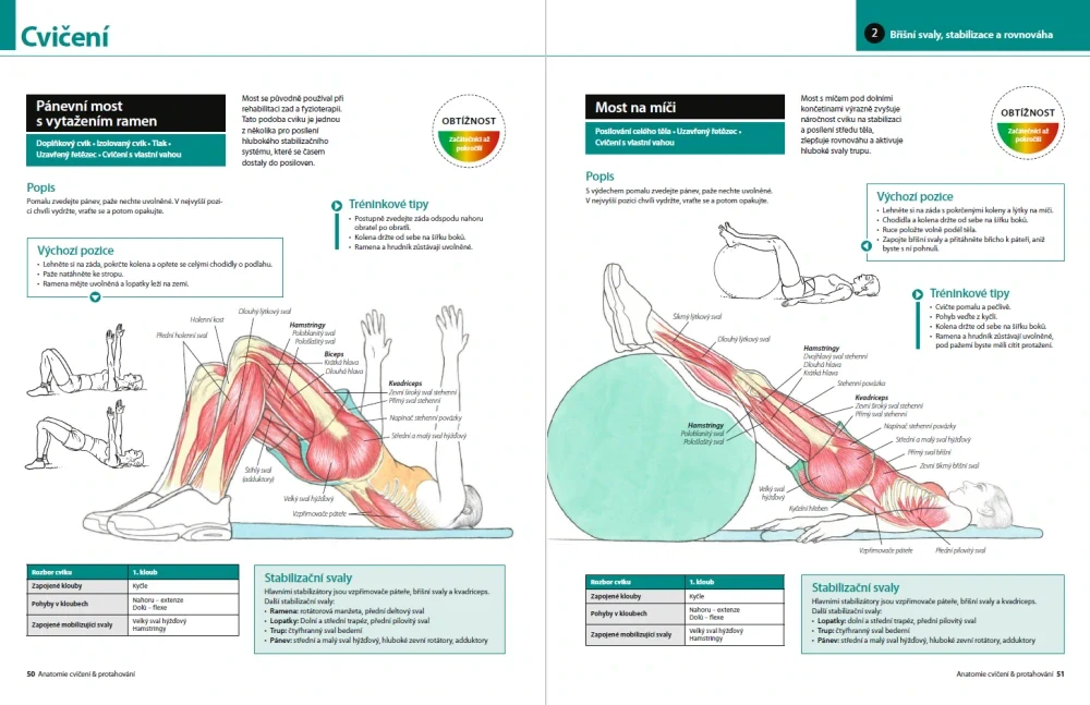 Anatomie cvičení & protahování